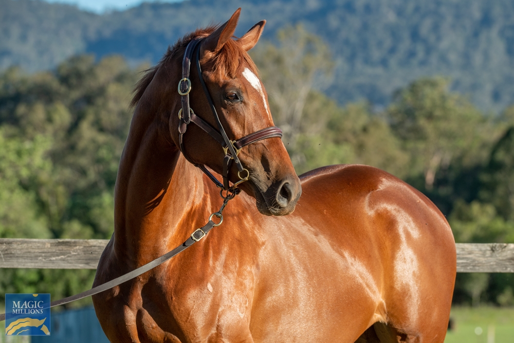 Spieth (NZ) / Bella Demure (AUS) 2019 Filly - Image 2