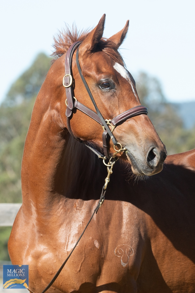 Spieth (NZ) / Bella Demure (AUS) 2019 Filly - Image 3