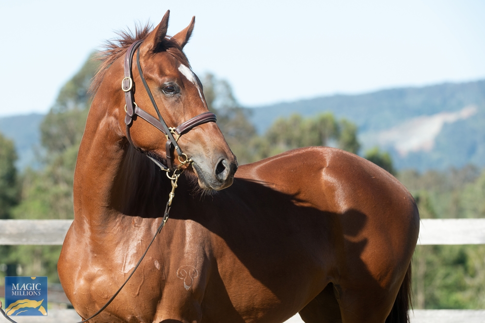 Spieth (NZ) / Bella Demure (AUS) 2019 Filly - Image 4