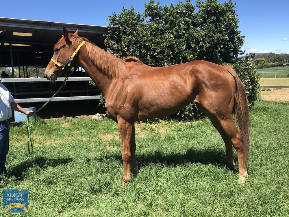 Tora Sumi (AUS) - Image 1