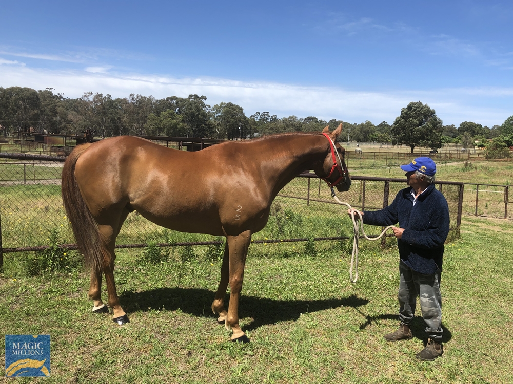 Master Tradesman (AUS) - Image 1
