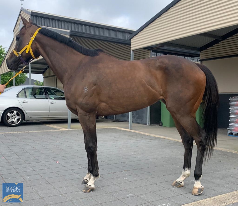 Advocator (AUS) - Image 1