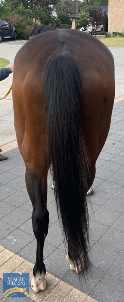 Advocator (AUS) - Image 2