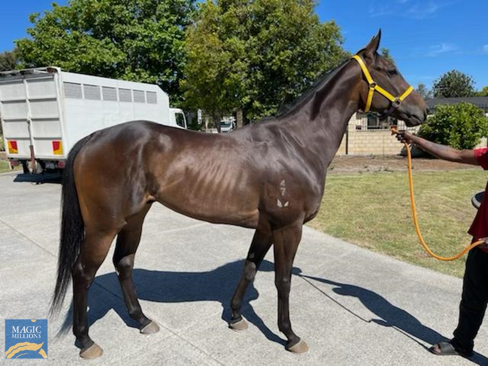 King Lucifer (AUS) - Image 1