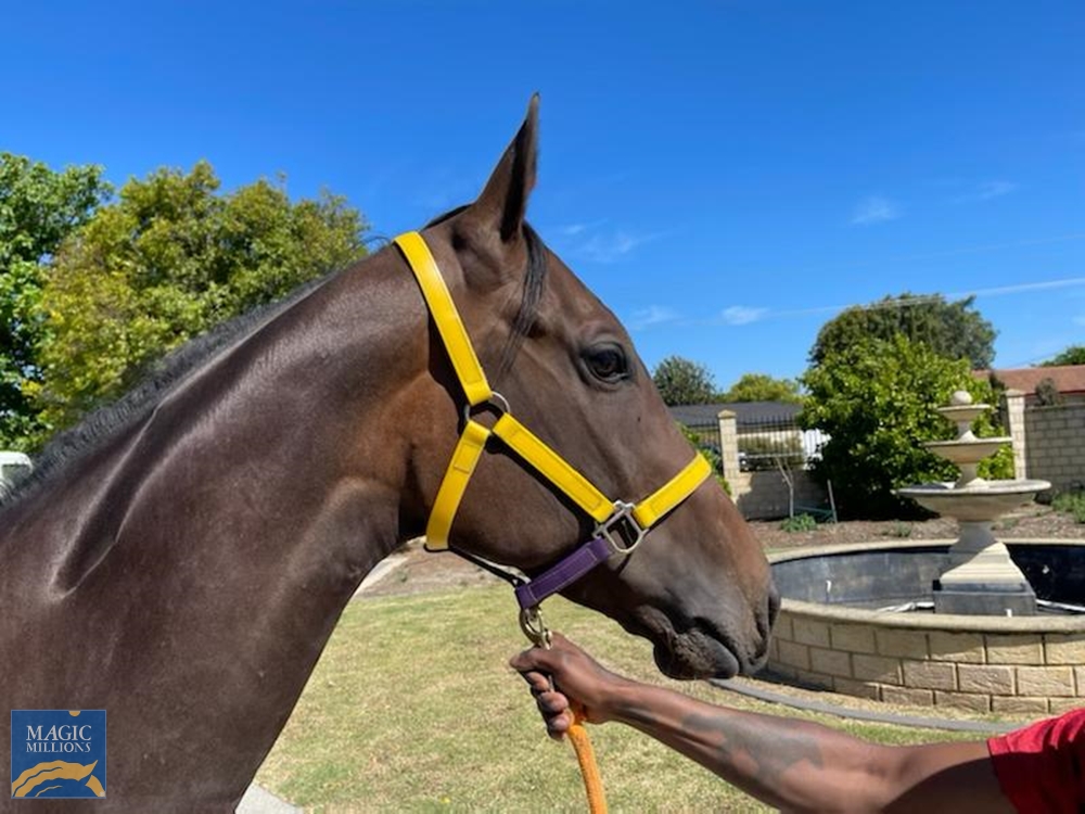 King Lucifer (AUS) - Image 2