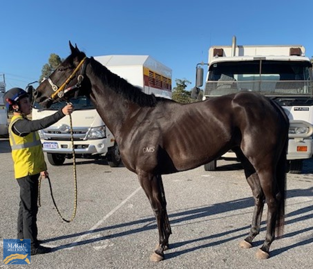 Commodore Gal (AUS) - Image 1