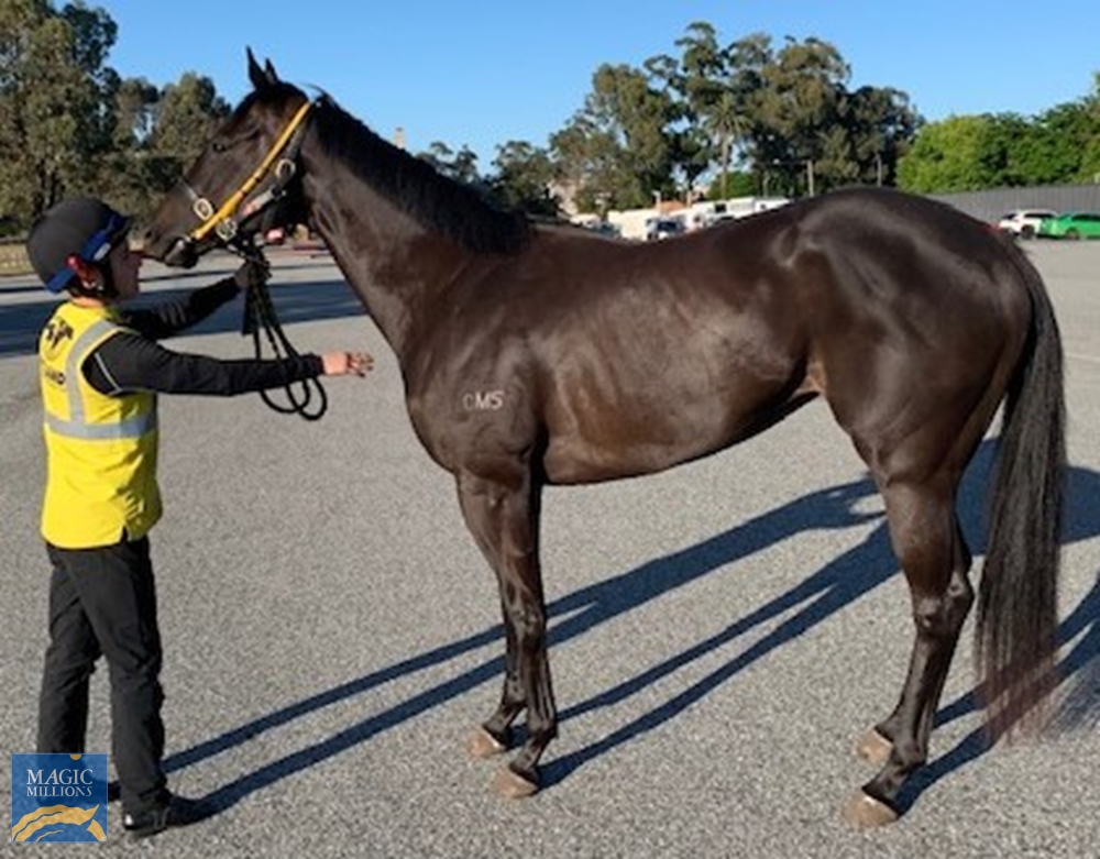 Commodore Gal (AUS) - Image 2