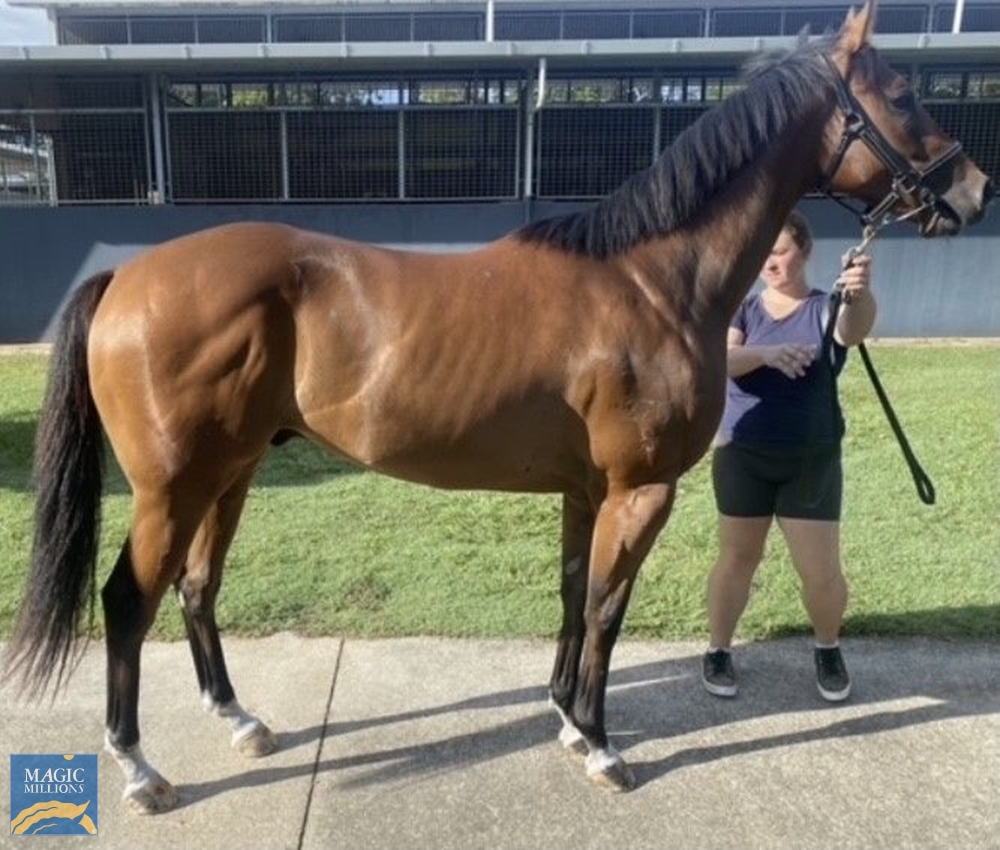 Bolt Action (AUS) - Image 1