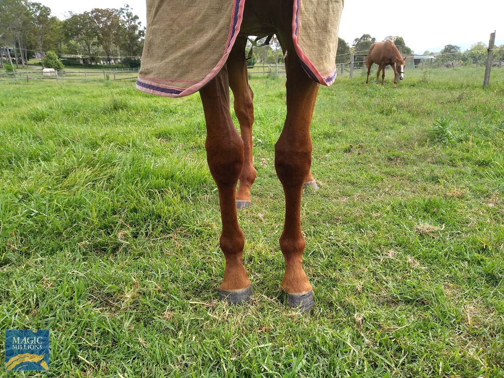 Spieth (NZ) / Bella Demure (AUS) 2019 Filly - Image 1