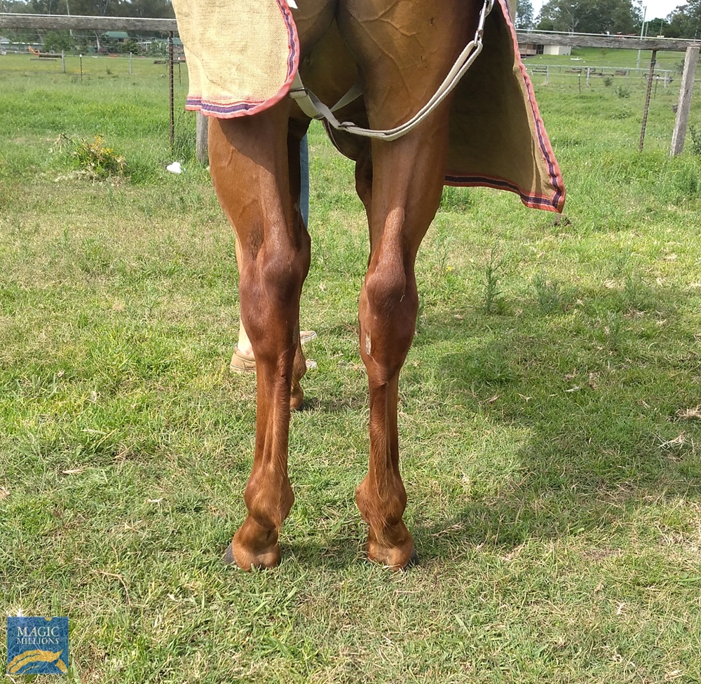 Spieth (NZ) / Bella Demure (AUS) 2019 Filly - Image 2