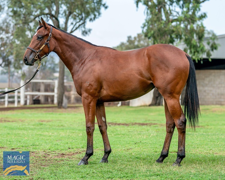 Lily Elsie.jpg - Image 1