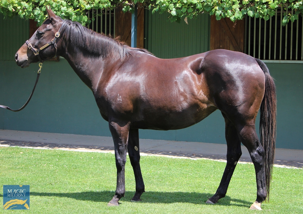 Bondi Girl (NZ) - Image 1