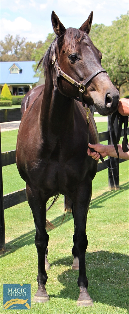Bondi Girl (NZ) - Image 2