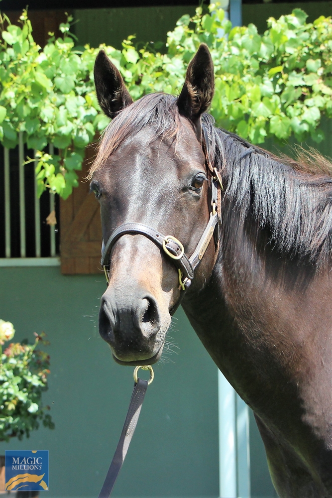 Bondi Girl (NZ) - Image 3