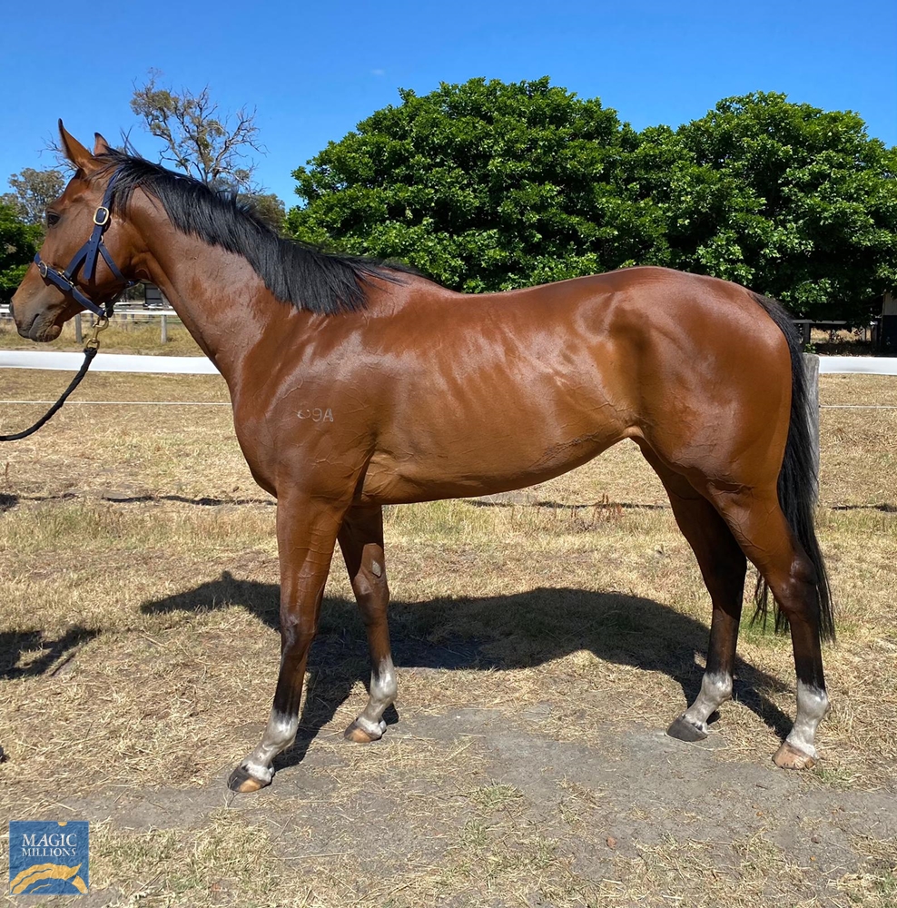 Lucky Foo Foo (AUS) - Image 2