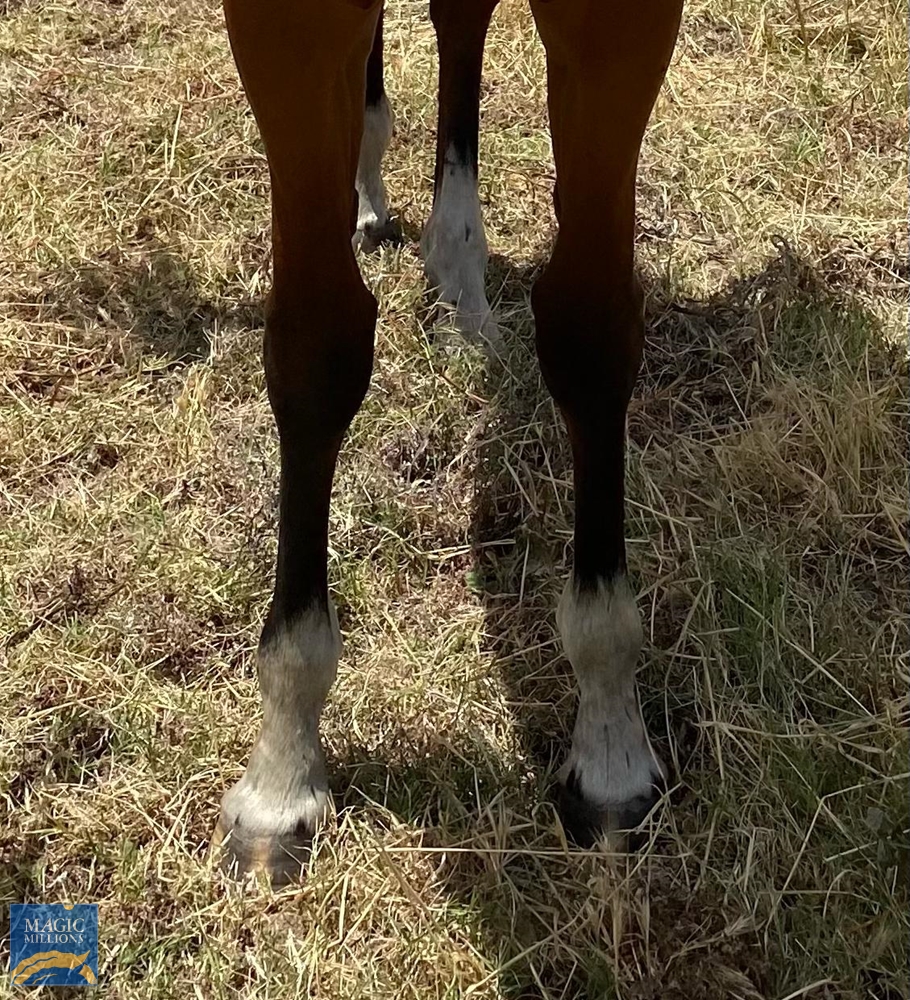 Lucky Foo Foo (AUS) - Image 3