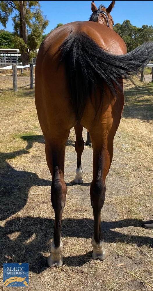 Lucky Foo Foo (AUS) - Image 4