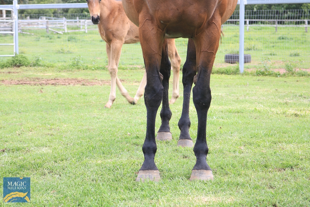 Lykanna (AUS) - Image 2