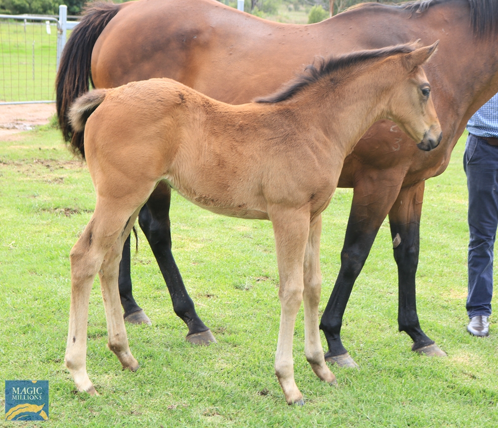 Lykanna (AUS) - Image 3