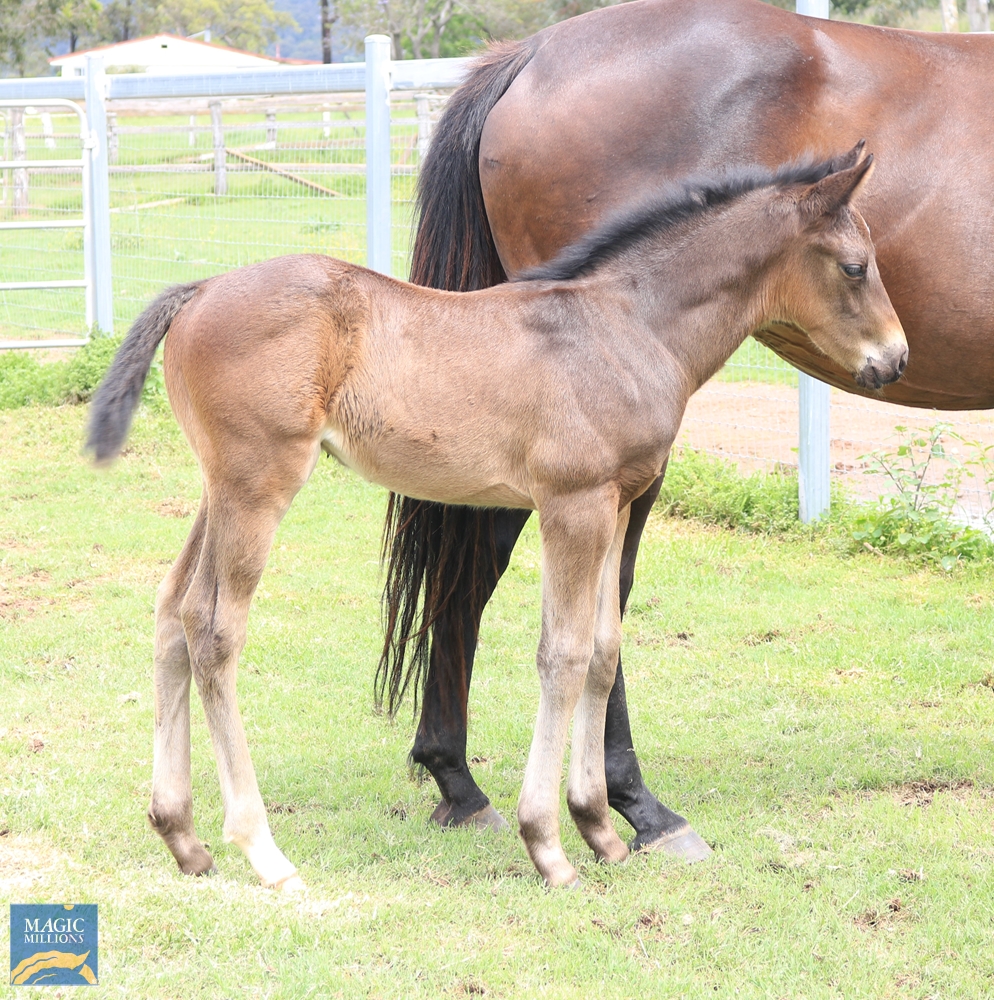 Annulment (AUS) - Image 4