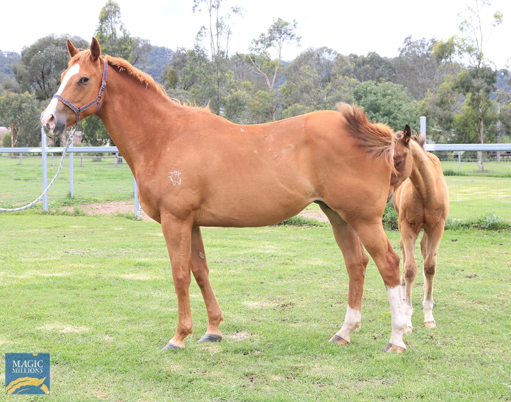 Elysan Avenue (AUS) - Image 1