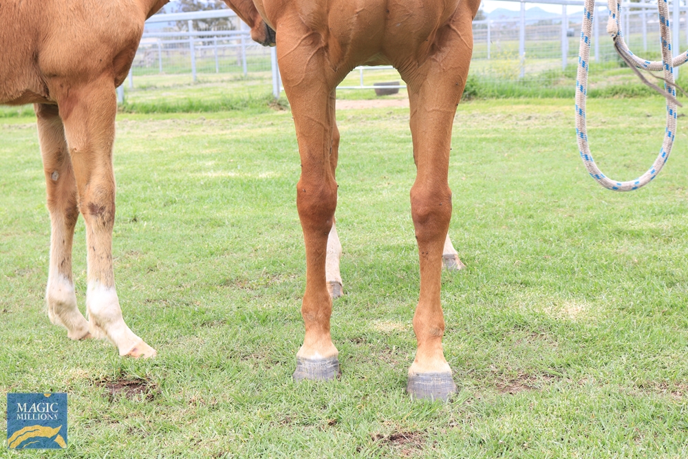 Elysan Avenue (AUS) - Image 2