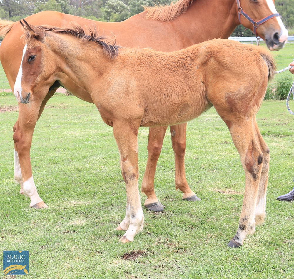 Elysan Avenue (AUS) - Image 3