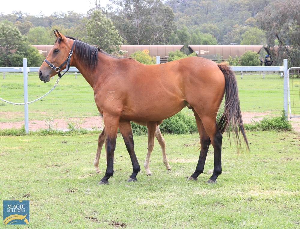 Invicta Miss (AUS) - Image 1