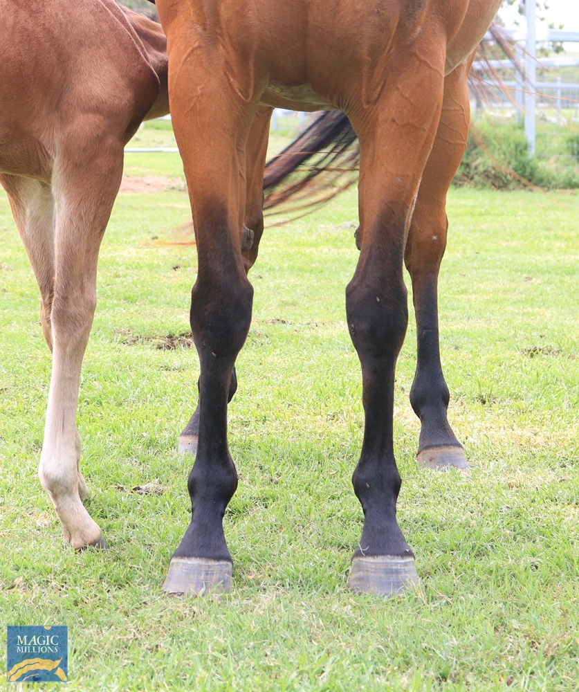 Invicta Miss (AUS) - Image 2