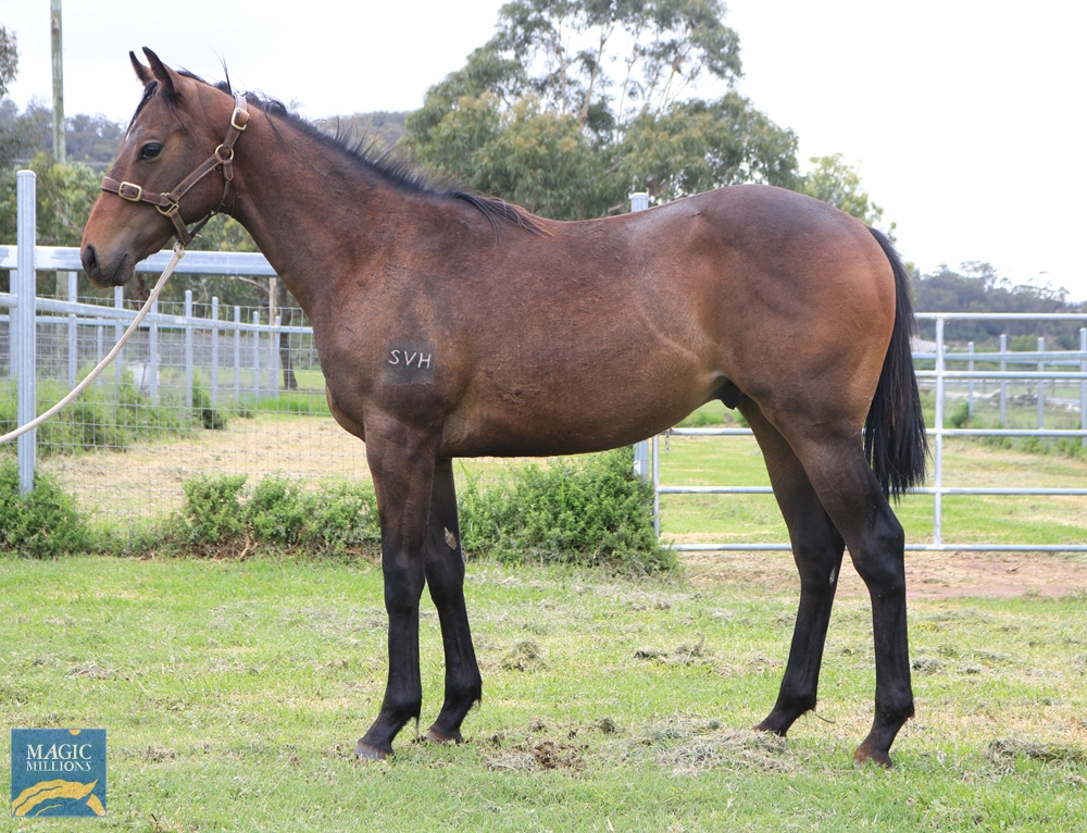 Brave Smash (JPN) / Charnzel (AUS) 2020 Colt - Image 1