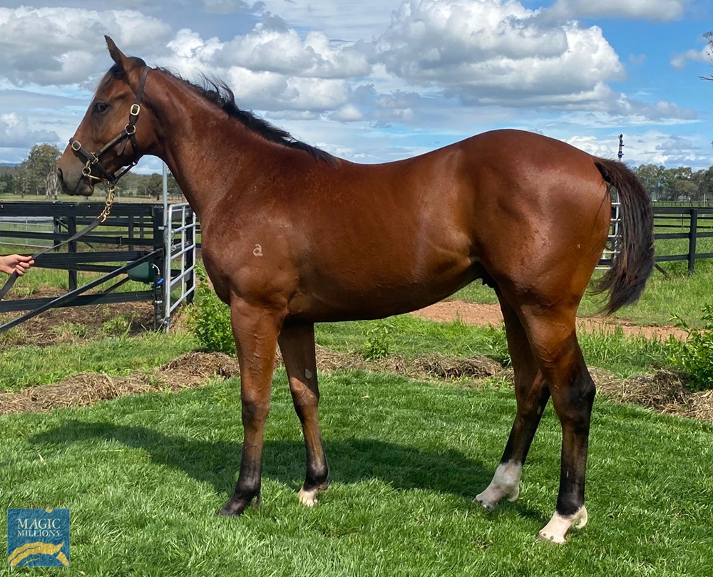 Deep Field (AUS) / Pinova (AUS) 2020 Colt - Image 1