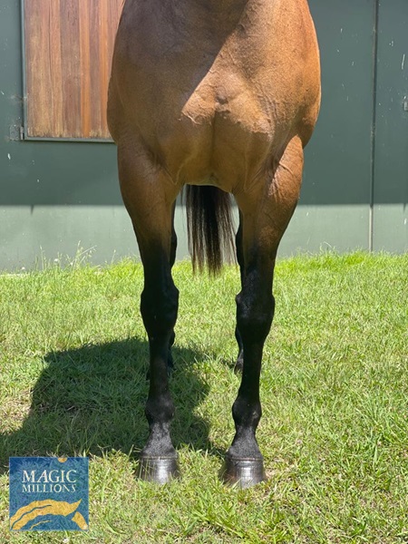 Electra Fronts.jpg - Image 2