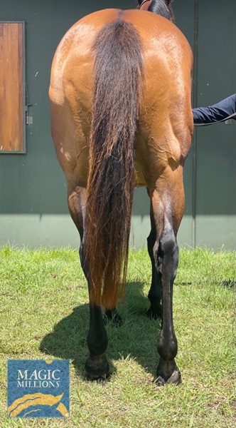 Electra Hinds.jpg - Image 3