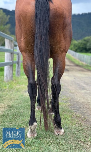 Magic Raelene hind.jpg - Image 3