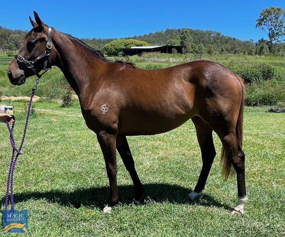 Overshare (AUS) / Latin Girl (AUS) 2019 Filly - Image 1