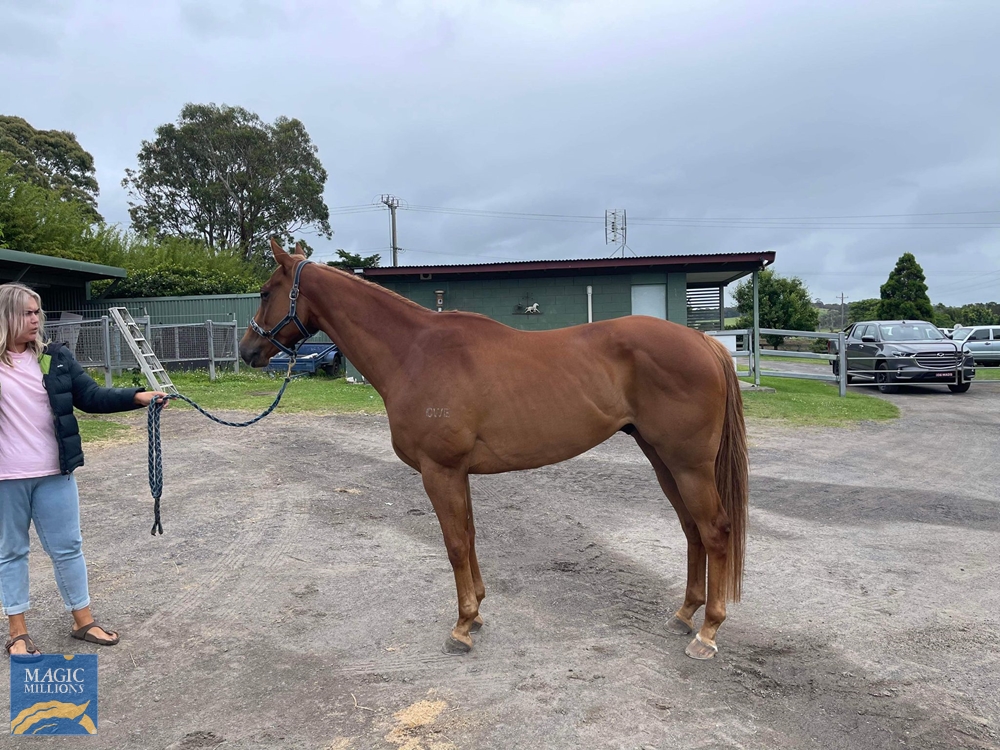 Pay Up (AUS) - Image 2