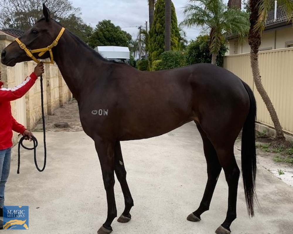 Domineer (AUS) - Image 1