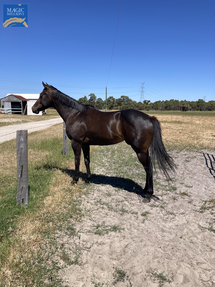 Ian's Special (AUS) - Image 1