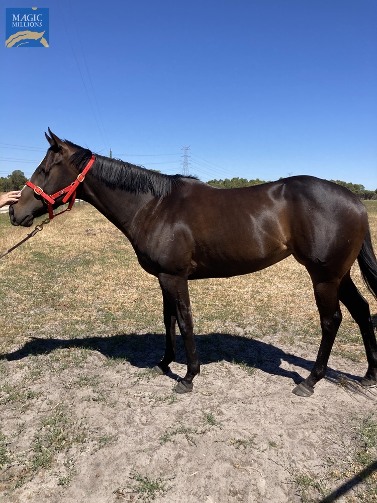 Ian's Special (AUS) - Image 2