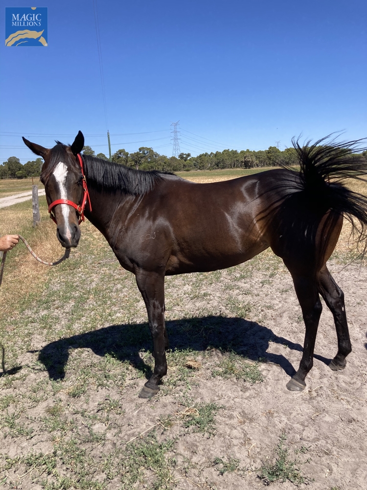 Ian's Special (AUS) - Image 3