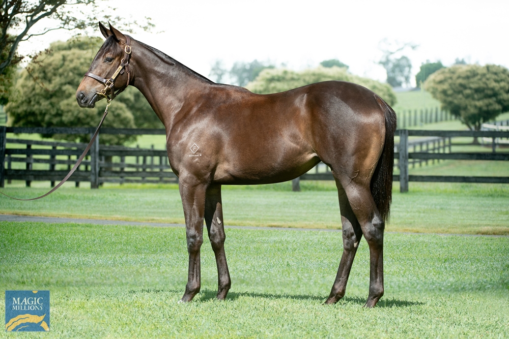 Divine Prophet (AUS) / Adio (AUS) 2020 Filly - Image 1