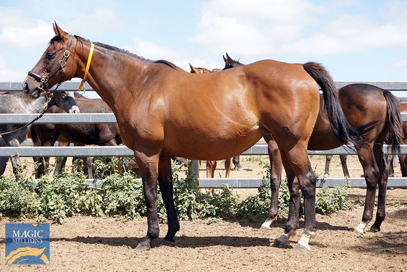 ElAshb_resized.jpg - Image 1