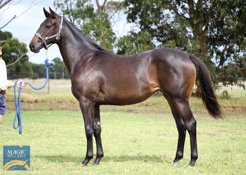 Sessions - Cape to Cape 2020 filly side-7.jpg - Image 1