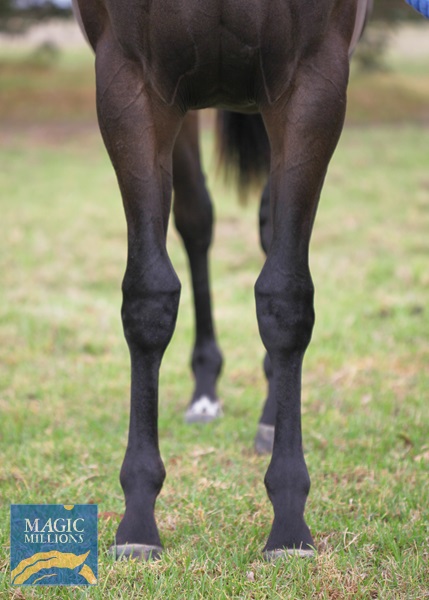 Sessions - Cape to Cape 2020 filly front.jpg - Image 2