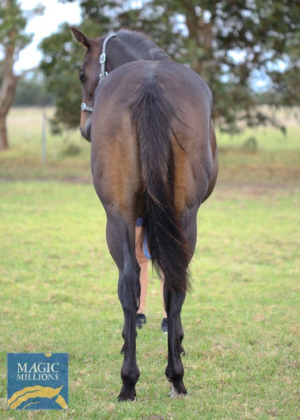 Sessions - Cape to Cape 2020 filly back.jpg - Image 3