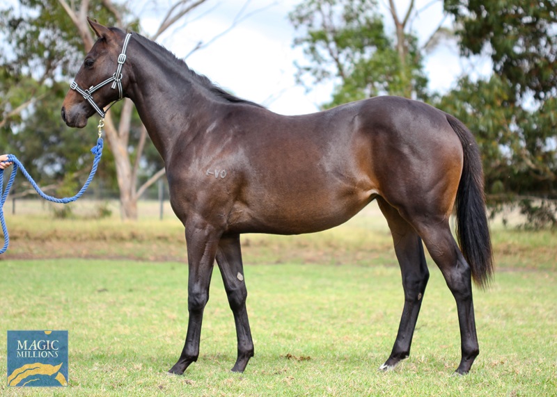 Sessions - Cape to Cape 2020 filly side-5.jpg - Image 4