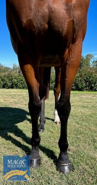 Lilac Venice. Front Conformation..jpg - Image 2