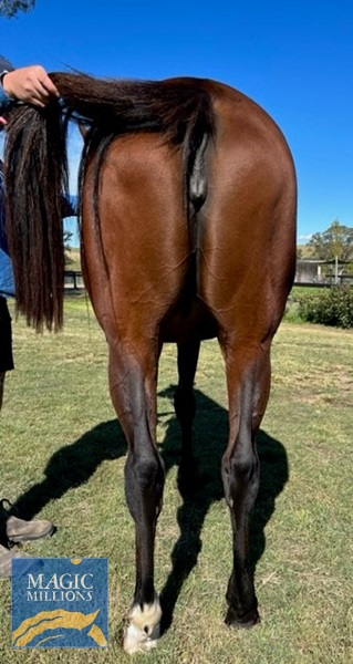 Lilac Venice - Hind Conformation..jpg - Image 3