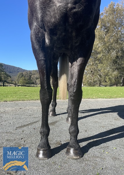 Front Legs.jpg - Image 3