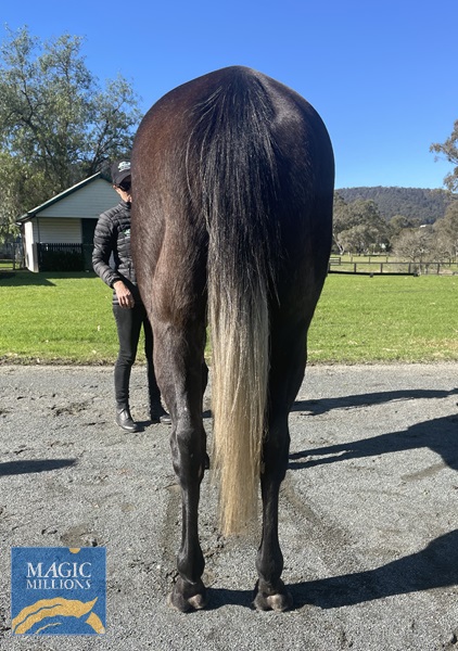 Hind Legs.jpg - Image 4